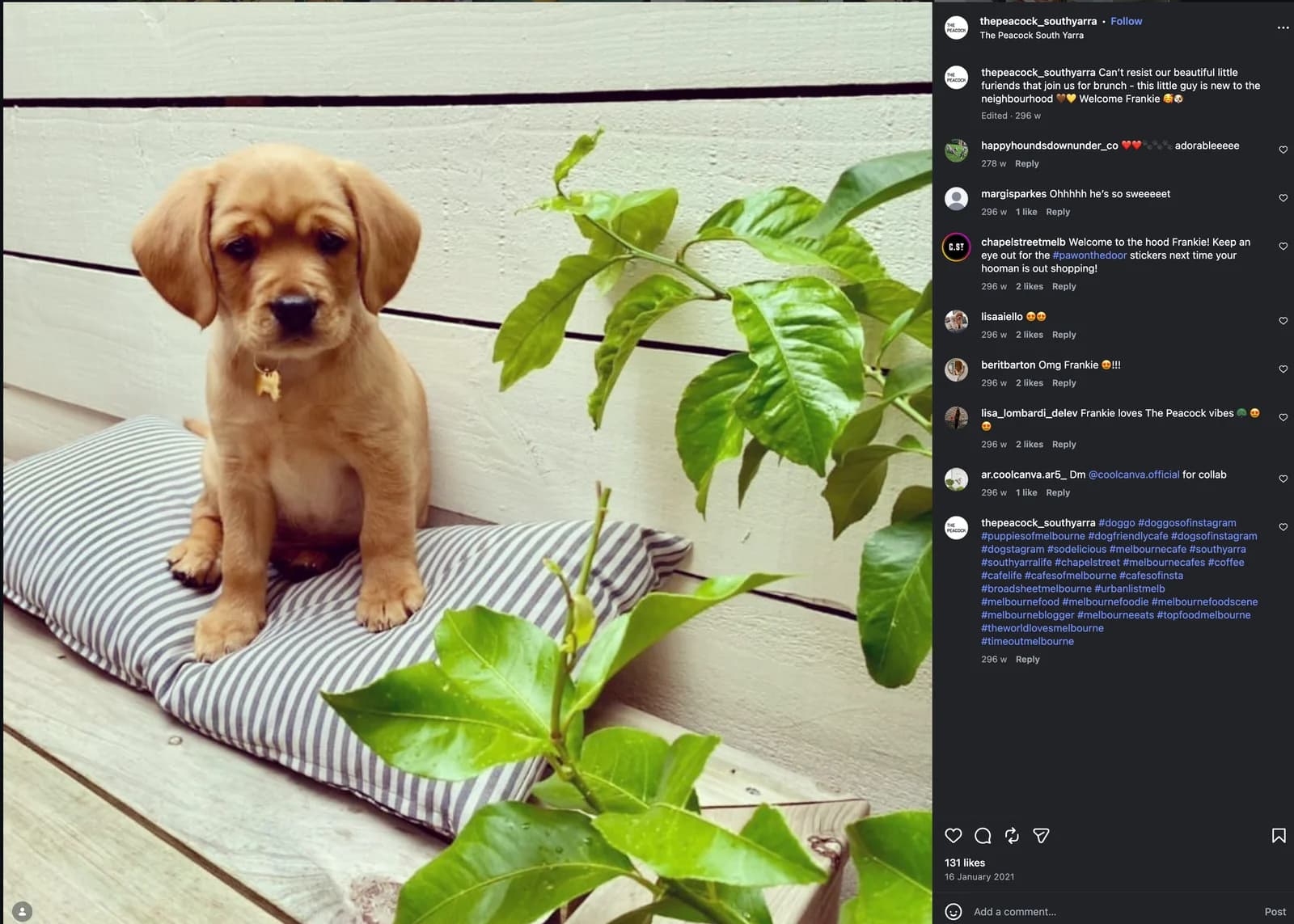 Frankie the puppy sitting on a striped cushion next to a plant