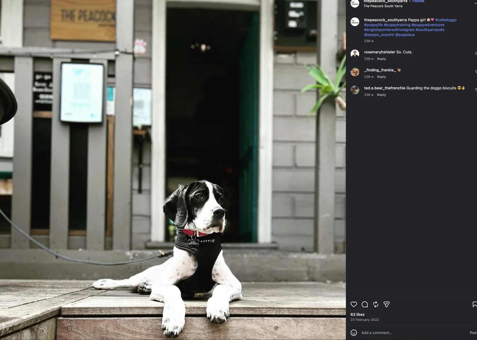 Peppa, a black-and-white dog, stretched out on the café deck